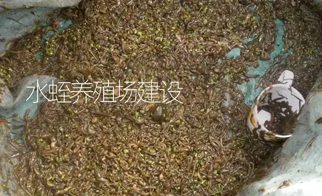 水蛭养殖场建设 | 特种养殖