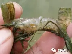 水质过肥、蜕壳不遂、烂鳃、腐壳……如何避免青虾暂养池塘中的这些问题