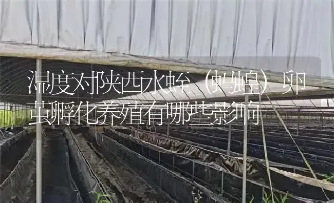 湿度对陕西水蛭（蚂蝗）卵茧孵化养殖有哪些影响 | 特种养殖