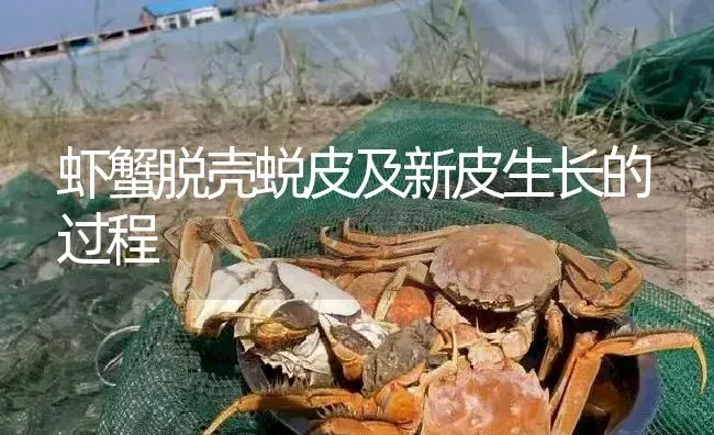 虾蟹脱壳蜕皮及新皮生长的过程 | 淡水养殖