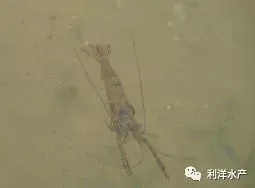 水质过肥、蜕壳不遂、烂鳃、腐壳……如何避免青虾暂养池塘中的这些问题