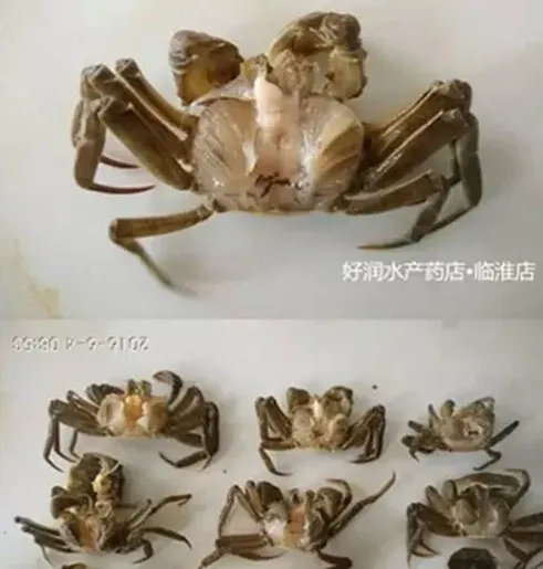 河蟹生长关键期遇上梅雨天，一线技术专家给你的八大建议