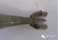 水质过肥、蜕壳不遂、烂鳃、腐壳……如何避免青虾暂养池塘中的这些问题