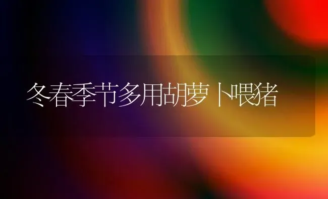 冬春季节多用胡萝卜喂猪 | 家畜养殖