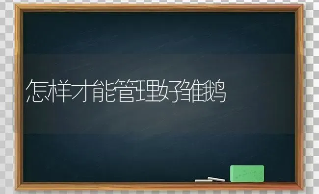 怎样才能管理好雏鹅 | 家禽养殖