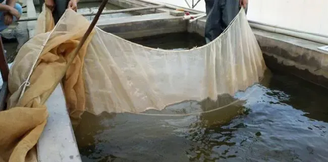 加州鲈鱼苗孵化过程大揭秘