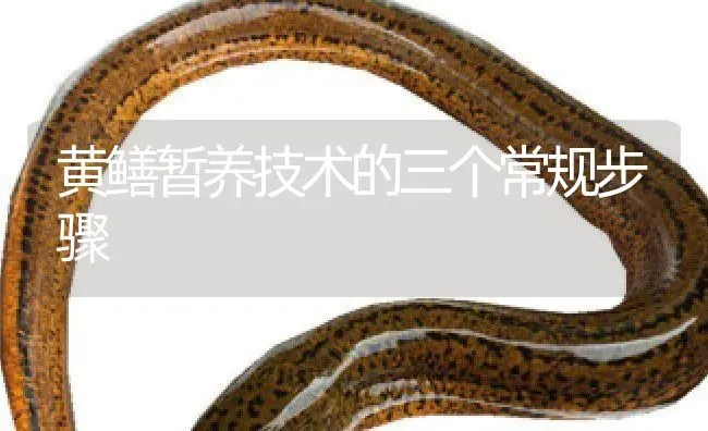 黄鳝暂养技术的三个常规步骤 | 淡水养殖
