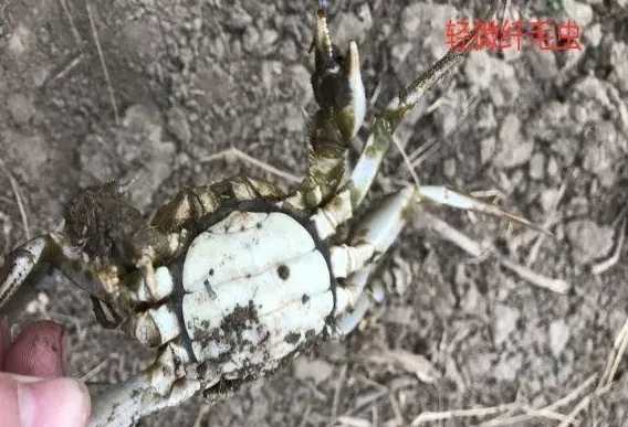 后期河蟹纤毛虫多的原因和处理方案