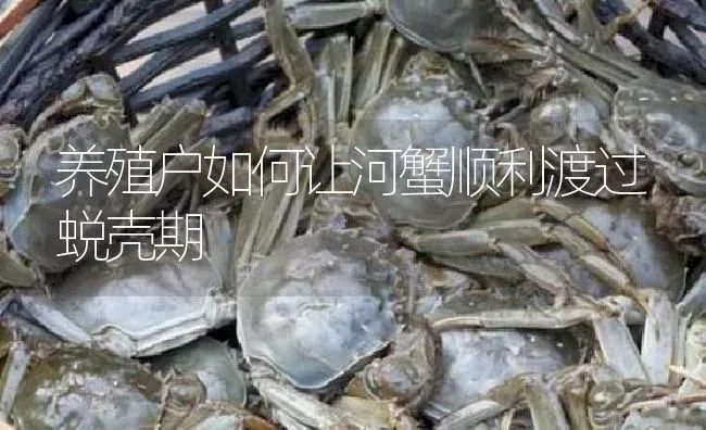 养殖户如何让河蟹顺利渡过蜕壳期 | 淡水养殖