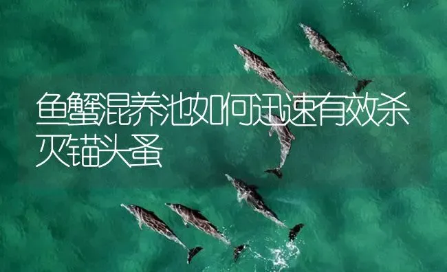 鱼蟹混养池如何迅速有效杀灭锚头蚤 | 养殖病虫害防治