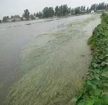 河蟹夹苦草的预防和处理方法