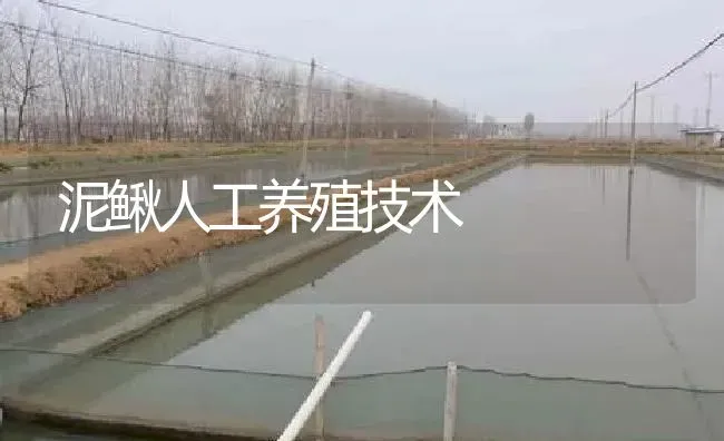 泥鳅人工养殖技术 | 淡水养殖