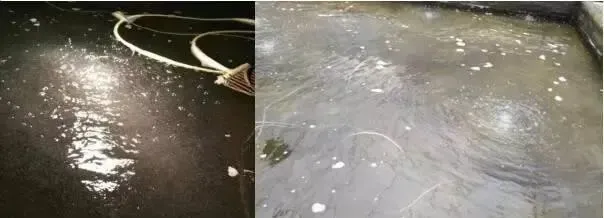 加州鲈鱼苗孵化过程大揭秘
