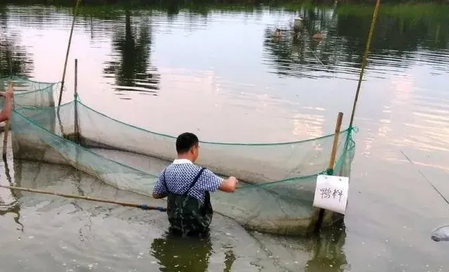 鲮鱼饲料到底如何使用？一份实验报告告诉您！