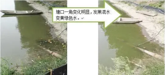 河蟹池塘黑色水如何调理黄绿色？