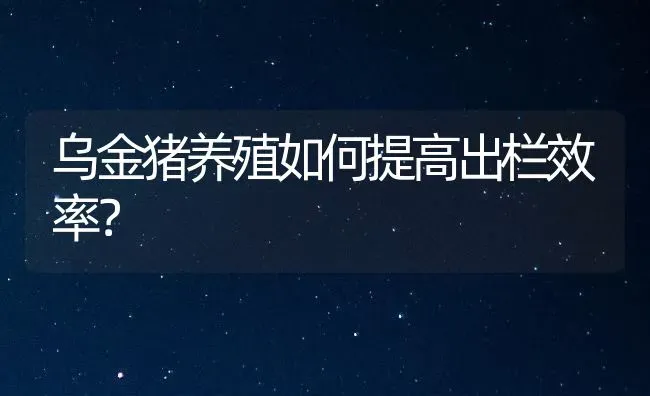 乌金猪养殖如何提高出栏效率？ | 家畜养殖