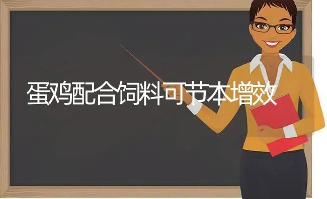 蛋鸡配合饲料可节本增效 | 家禽养殖