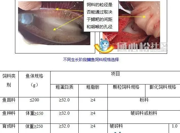 花鲢养殖户如何如何选择与投喂鳙鱼饲料？