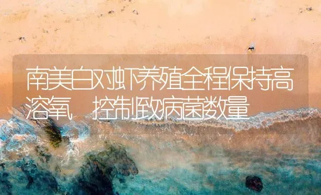 南美白对虾养殖全程保持高溶氧 控制致病菌数量 | 海水养殖
