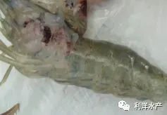 水质过肥、蜕壳不遂、烂鳃、腐壳……如何避免青虾暂养池塘中的这些问题