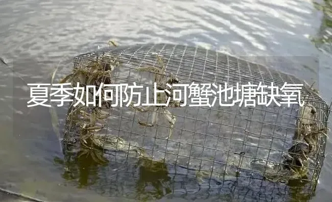 夏季如何防止河蟹池塘缺氧 | 淡水养殖