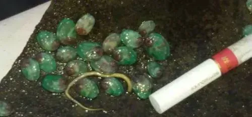 绿鲍与皱纹盘鲍杂交育苗技术