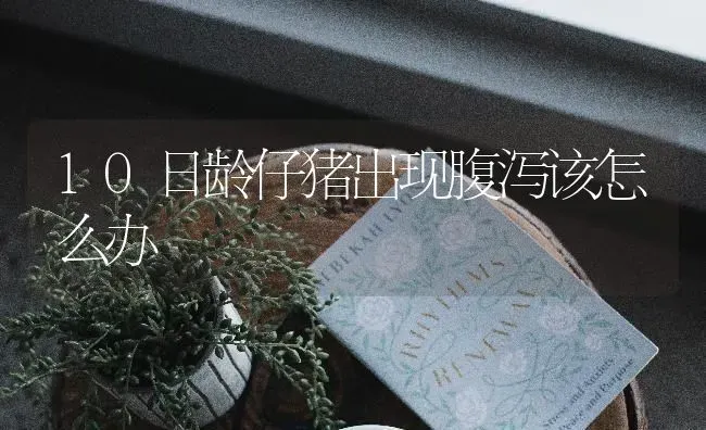 10日龄仔猪出现腹泻该怎么办 | 家畜养殖
