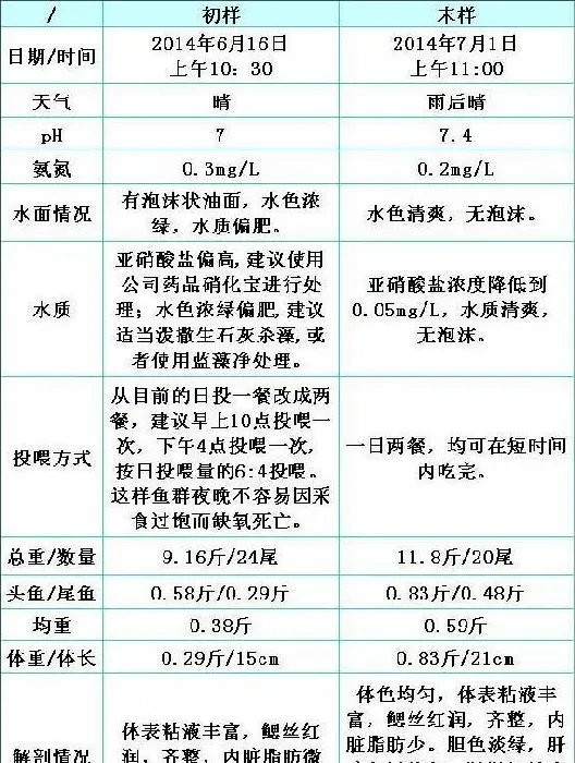 广东化州养殖户罗非鱼单月增重四两以上