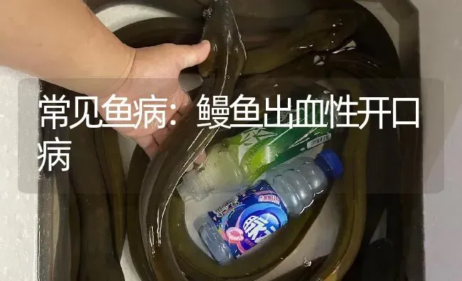常见鱼病：鳗鱼出血性开口病 | 淡水养殖