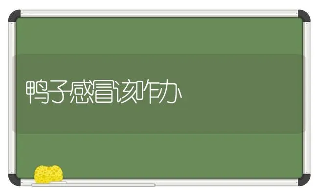 鸭子感冒该咋办 | 家禽养殖
