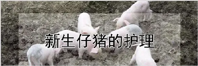 新生仔猪的护理 | 养殖动物技术