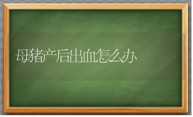 母猪产后出血怎么办 | 家畜养殖