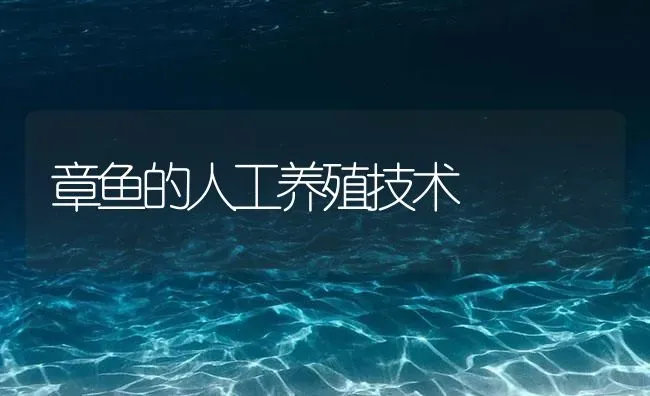 章鱼的人工养殖技术 | 海水养殖