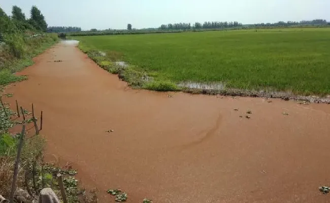 【淡水鱼专题】养殖中后期池塘幔子多，怎么办？