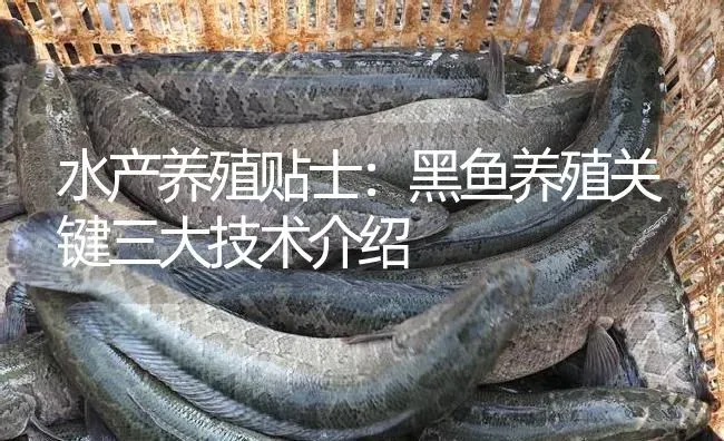 水产养殖贴士：黑鱼养殖关键三大技术介绍 | 淡水养殖