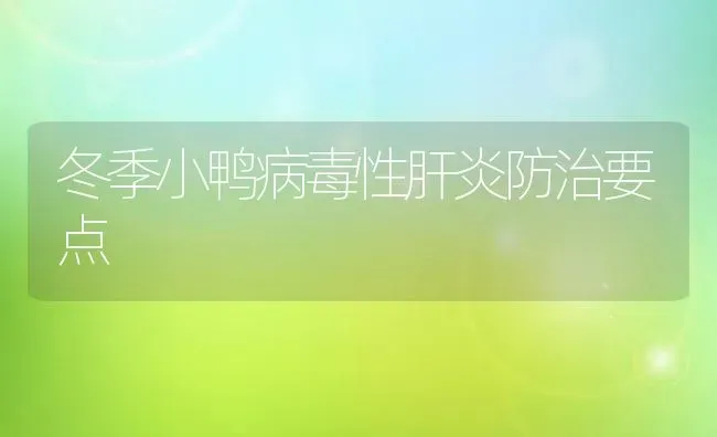 冬季小鸭病毒性肝炎防治要点 | 家禽养殖