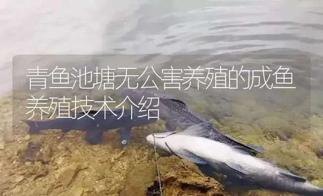 青鱼池塘无公害养殖的成鱼养殖技术介绍 | 淡水养殖