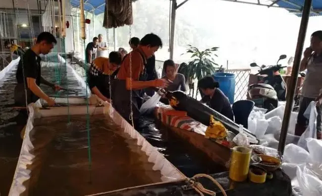 加州鲈鱼苗孵化过程大揭秘