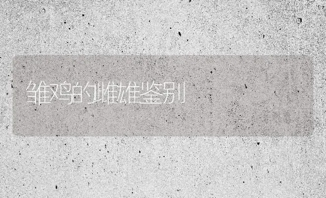 雏鸡的雌雄鉴别 | 家禽养殖