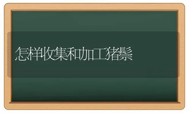 怎样收集和加工猪鬃 | 家畜养殖