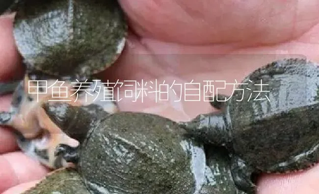 甲鱼养殖饲料的自配方法 | 淡水养殖