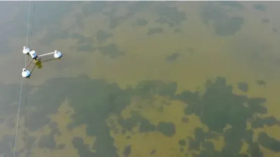 水产养殖户要认清“倒藻”的成因与危害，做好有效预防与应对