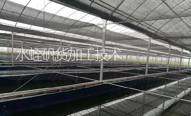 水蛭矾货加工技术 | 特种养殖