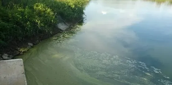 水产养殖户要认清“倒藻”的成因与危害，做好有效预防与应对