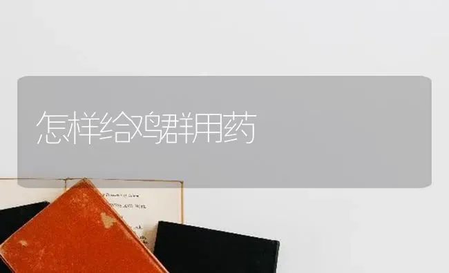 怎样给鸡群用药 | 养殖病虫害防治