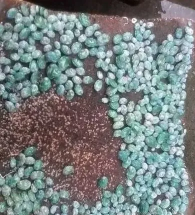 绿鲍与皱纹盘鲍杂交育苗技术