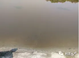 水质过肥、蜕壳不遂、烂鳃、腐壳……如何避免青虾暂养池塘中的这些问题
