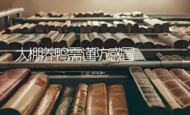 大棚养鸭需谨防感冒 | 家禽养殖