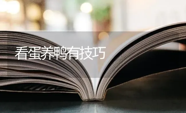 看蛋养鸭有技巧 | 家禽养殖