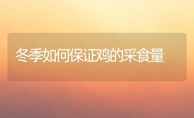 冬季如何保证鸡的采食量 | 家禽养殖